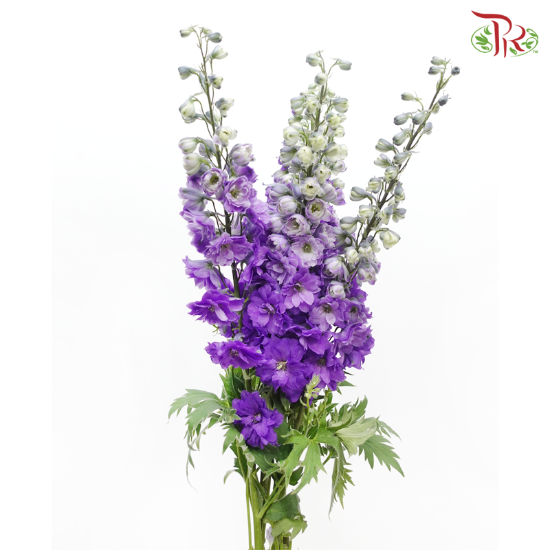 Delphinium (70-90cm) -  Dark Purple (5 Stems) - Pudu Ria Florist