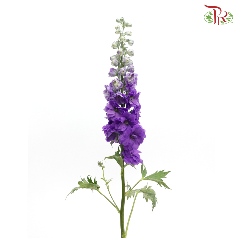Delphinium (70-90cm) -  Dark Purple (5 Stems) - Pudu Ria Florist