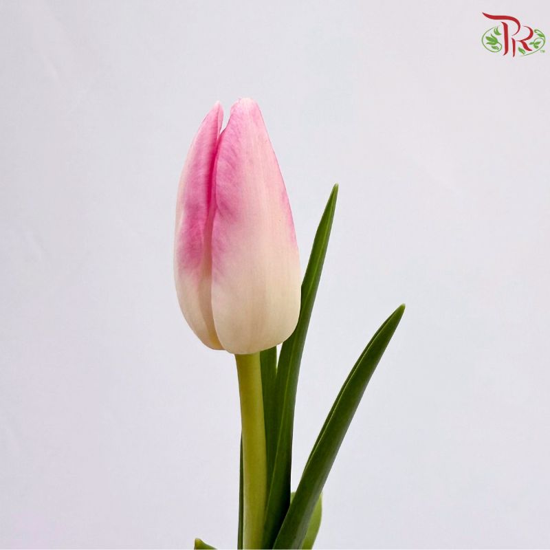 Tulip