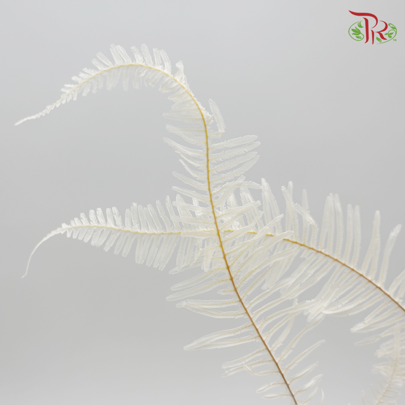 Mountain Fern XL Preservative ( 5029-3-011 ) - Pudu Ria Florist