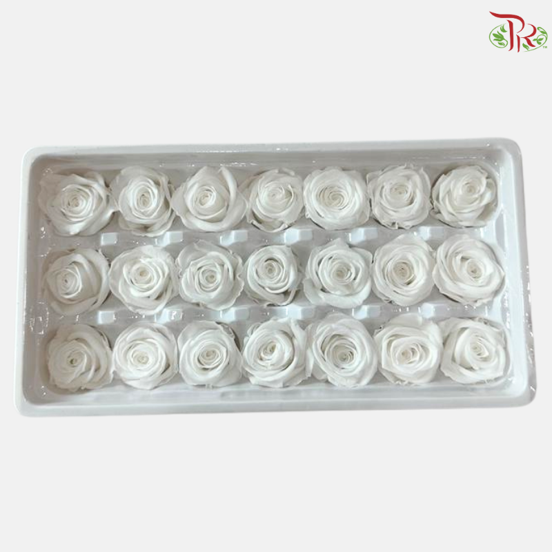 21 Blooms Preserved Rose