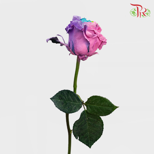 Ceres Rose - Rainbow Candy (10 Stems) - Pudu Ria Florist