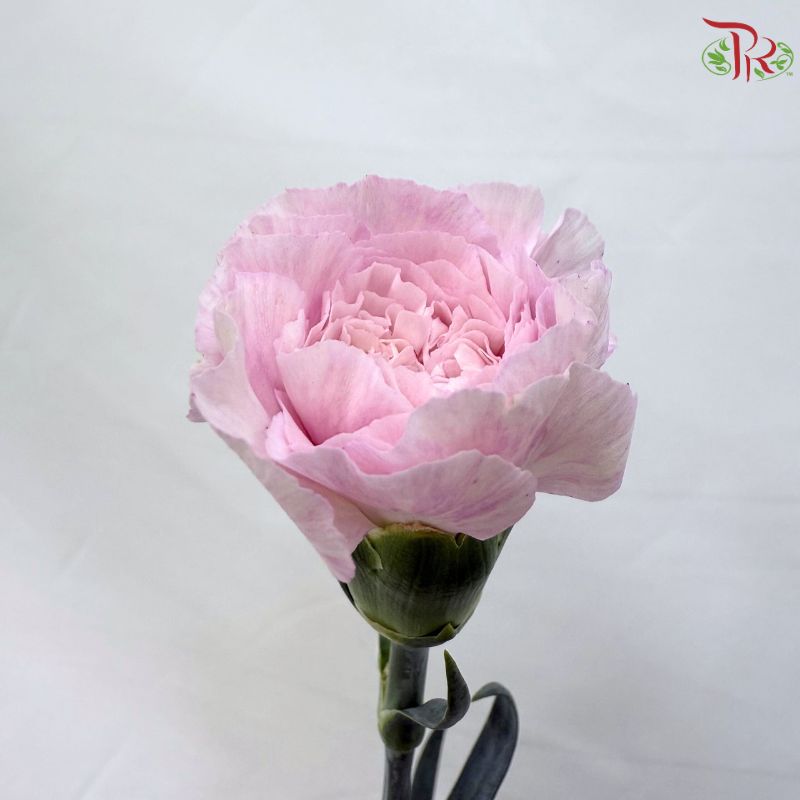 Carnation《康乃馨》