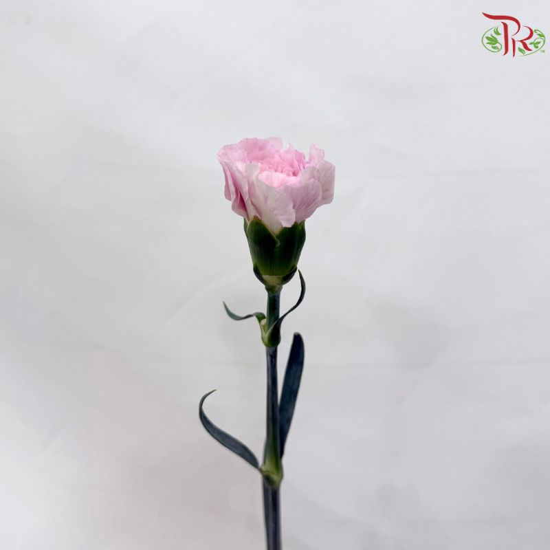 Carnation《康乃馨》