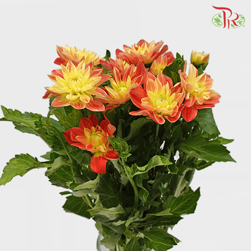 Dahlia - Two Tone Orange (Per Bunch) - Pudu Ria Florist