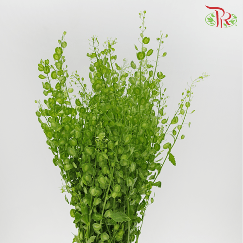 Cui Fan Leaf - (New Thlaspi) - Pudu Ria Florist