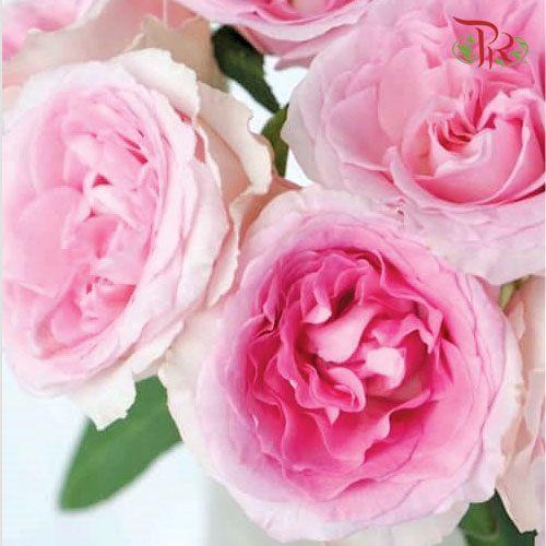 Rose- Mandala (10 Stems) - Pudu Ria Florist