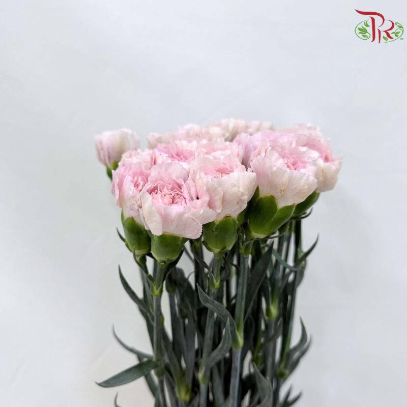 Carnation《康乃馨》