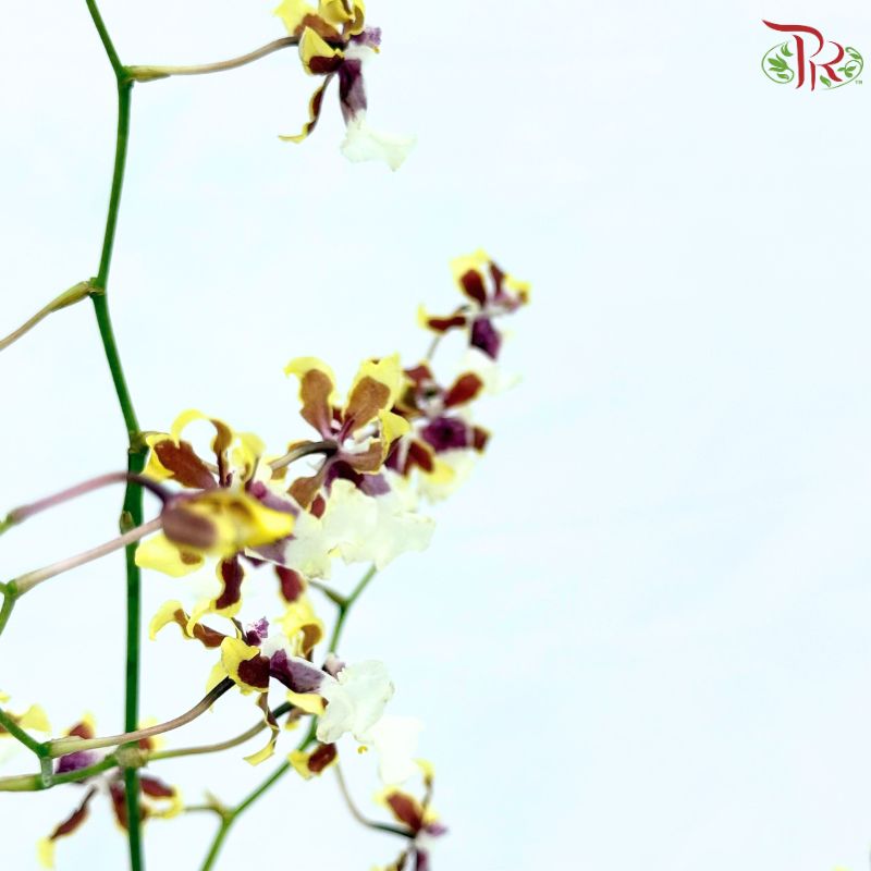 Orchid Oncidium Dancing Lady