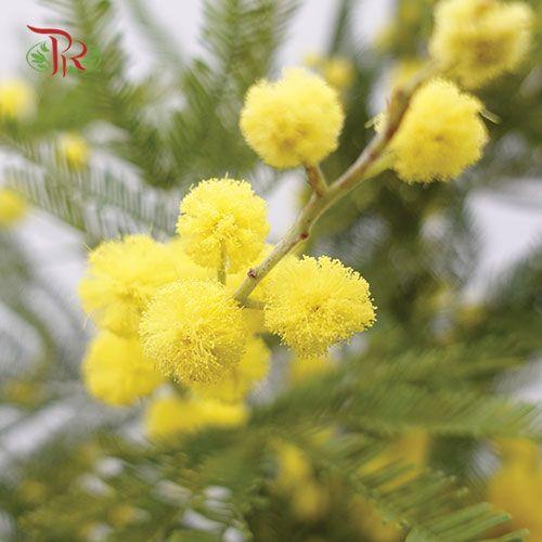 Mimosa Floribunda - Yellow - Pudu Ria Florist
