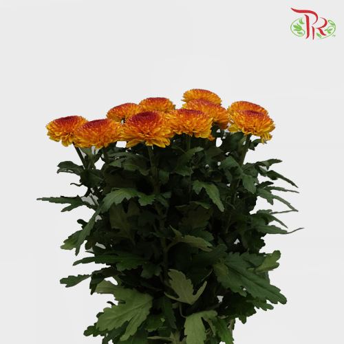 Chrysanthemum Ping Pong - Orange Tone (12 Stems) - Pudu Ria Florist