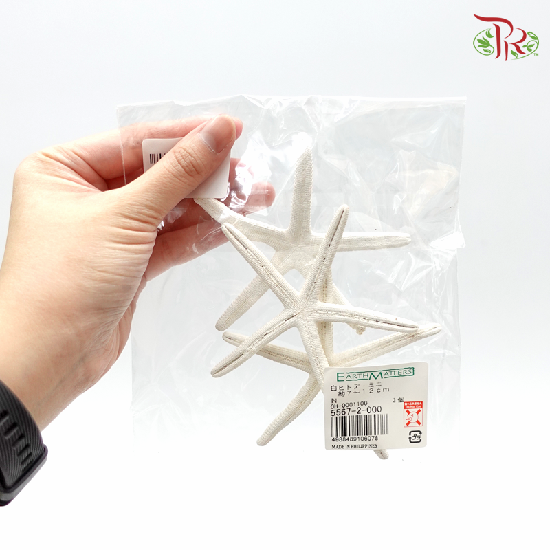 Starfish Mini Preservative ( 5567-2-000 ) - Pudu Ria Florist
