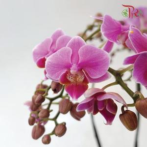 Mini Double Stems Phalaenopsis Orchid