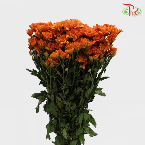 Chrysanthemum Pompom - Orange (12 Stems) - Pudu Ria Florist