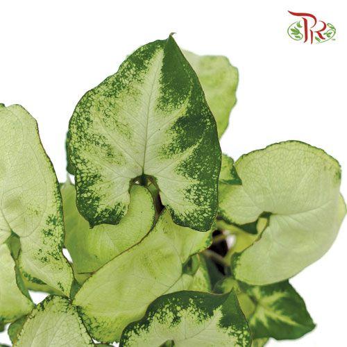 Syngonium White Butterfly 《白蝶合果芋》 - Pudu Ria Florist