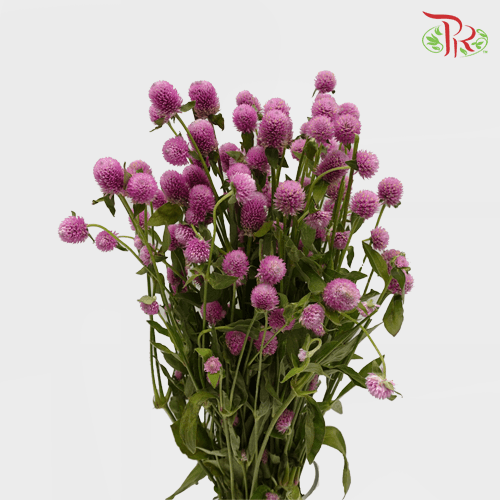 Gomphrena - Pink (10 Stems) - Pudu Ria Florist