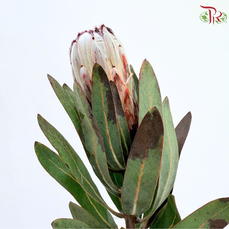 Protea