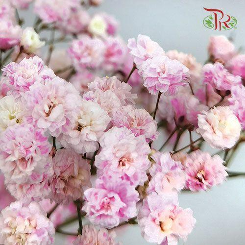 Baby's Breath Dyed - Pink (10 Stems) - Pudu Ria Florist