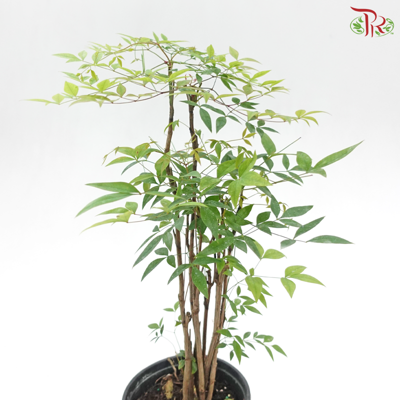Nandina Domestica P150《南天竹》