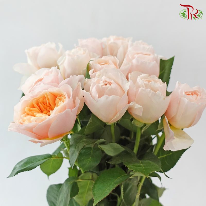 Garden Rose David Austin