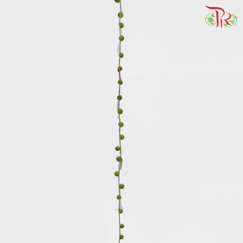 String Of Pearls - (10 Stems) - Pudu Ria Florist