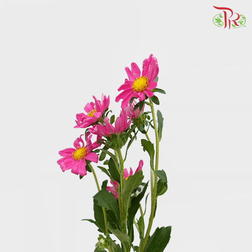 Hana - Cherry Pink (Per Bunch) - Pudu Ria Florist