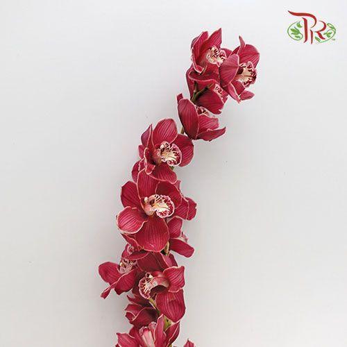 Cymbidium - Dark Pink - Pudu Ria Florist