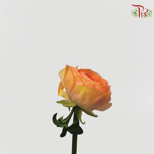 Ranunculus - Grand Pastel Peach (5 Stems) - Pudu Ria Florist