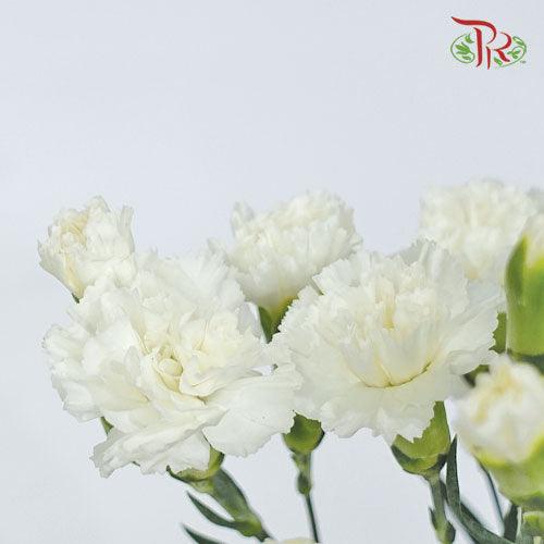 Carnation Spray - Artic (19-20 Stems) - Pudu Ria Florist