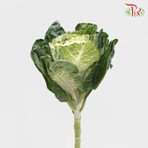 Brassica - White (Per Stem) - Pudu Ria Florist