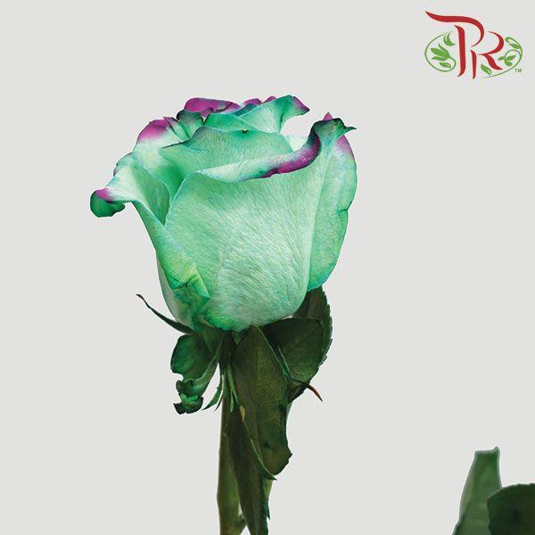 Ceres Rose - Lady Eva (10 Stems) - Pudu Ria Florist