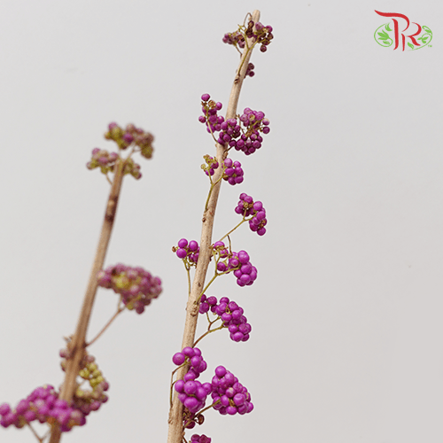 Callicarpa - Purple (Per Bunch) - Pudu Ria Florist