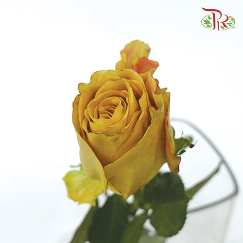 Rose - Hearts Of Gold (10 Stems) - Pudu Ria Florist