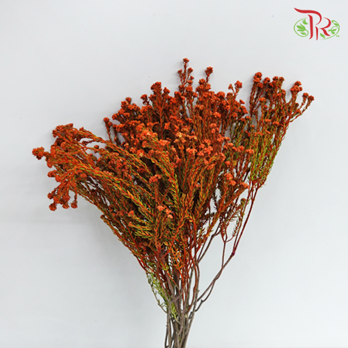 Phylica Pinea Cerise - Orange (Per Bunch) - Pudu Ria Florist