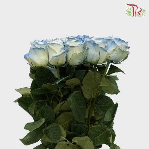 Rose - Powder Blue (10 Stems) - Pudu Ria Florist