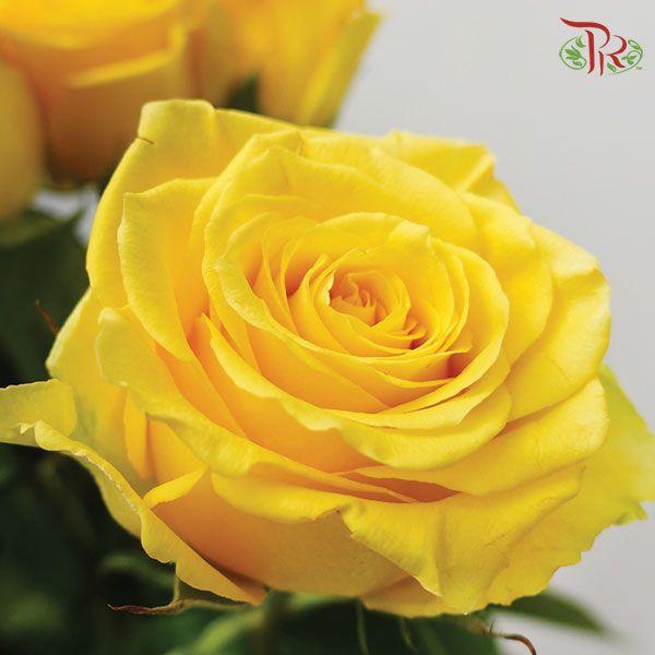 Ceres Rose Import - Bikini (10 Stems) - Pudu Ria Florist