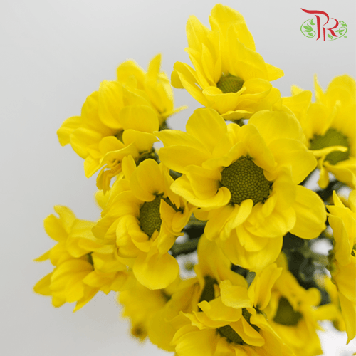 Chrysanthemum Pompom - Daisy Yellow (12 Stems) - Pudu Ria Florist