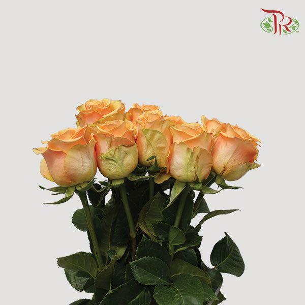 Ceres Rose - Cumbia (10 stems) - Pudu Ria Florist