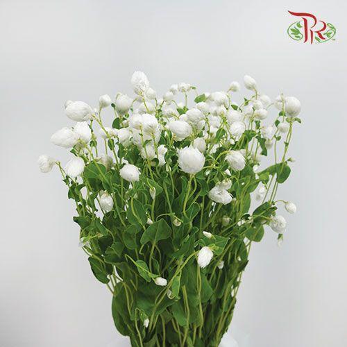 Rhodanthe - White (Per bunch) - Pudu Ria Florist