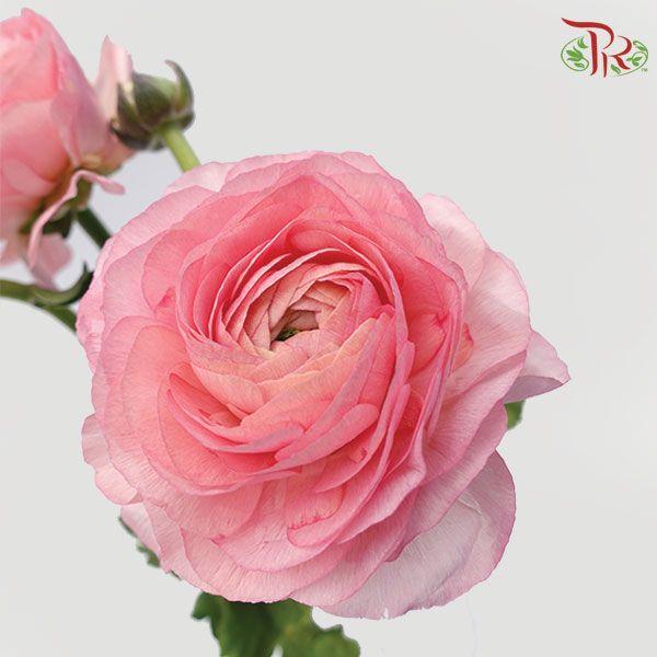 Ranunculus - Cloni Venere (5 Stems) **Fragile - Pudu Ria Florist