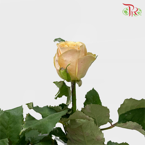 Rose - Golden Mustard (10 Stems) - Pudu Ria Florist