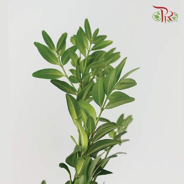 Box Wood Leaf (NL) - Pudu Ria Florist
