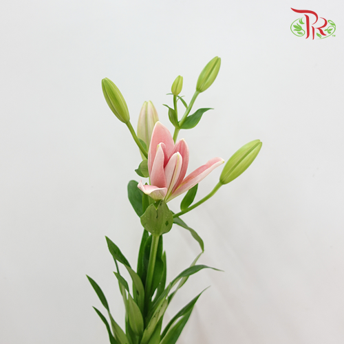 Tiger Lily Light Pink - Lilium La Tirreno (5 Stems) - Pudu Ria Florist