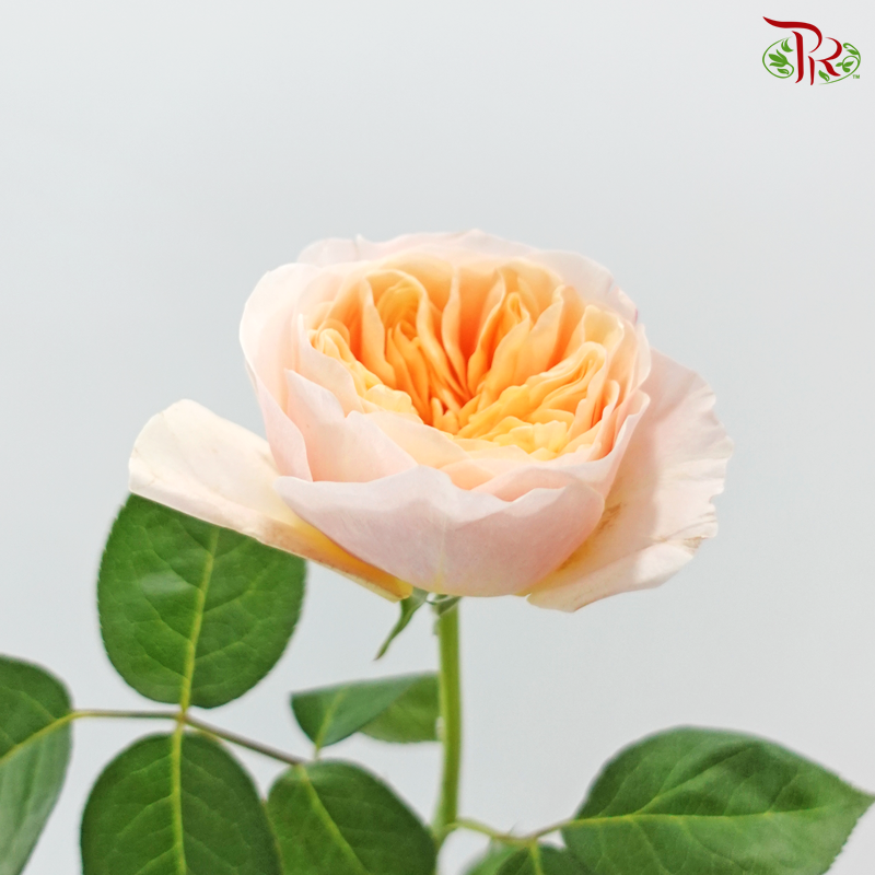 Garden Rose David Austin