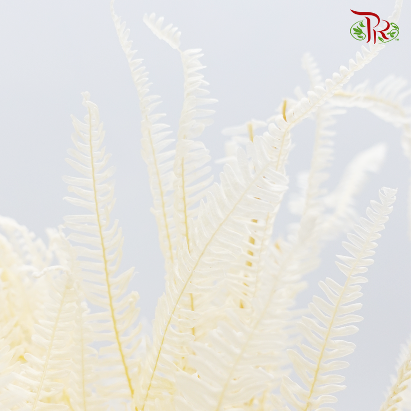 Preserved Fern Long- Bleached (Per Bunch) - Pudu Ria Florist