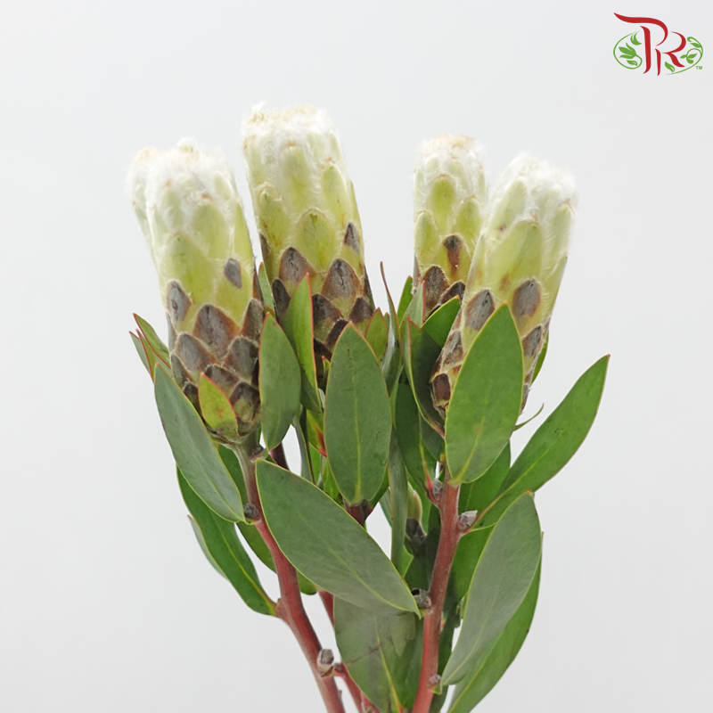 Protea Ivy White