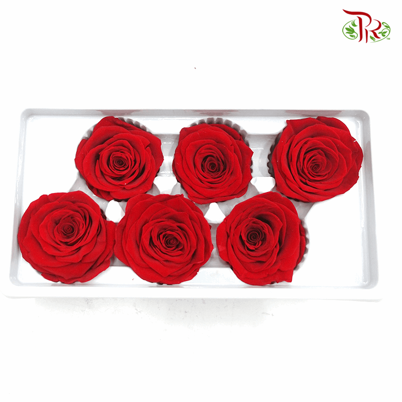 6 Bloom Rose - Red