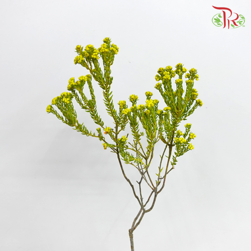 Phylica Pinea Cerise - Yellow (Per Bunch) - Pudu Ria Florist