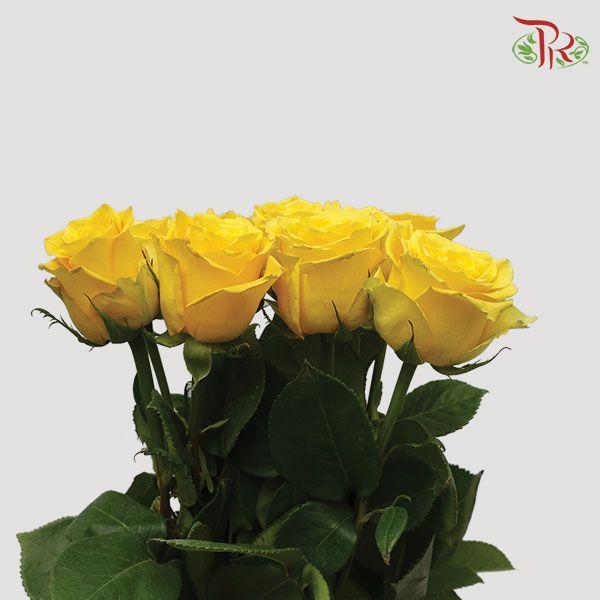 Ceres Rose Import - Bikini (10 Stems) - Pudu Ria Florist