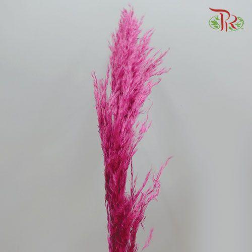 Dry Pampas Bleached / Colour - Red - Pudu Ria Florist